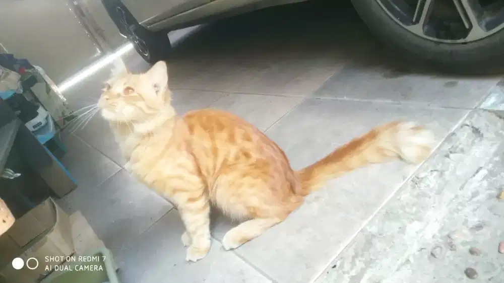 Oyen jantan 1tahun up bigbone long