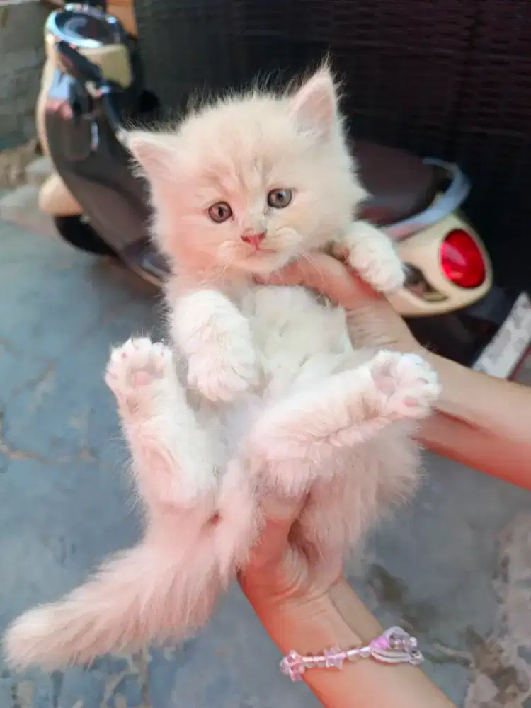 Kucing persia betina oren 2bln up