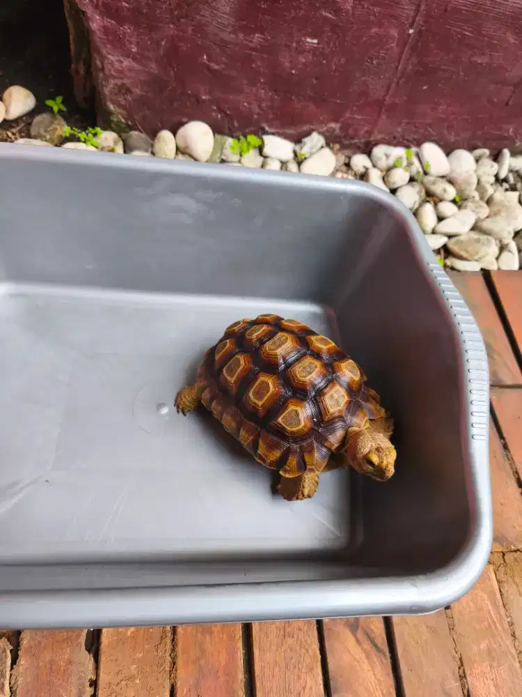 sulcata sehat rawatan