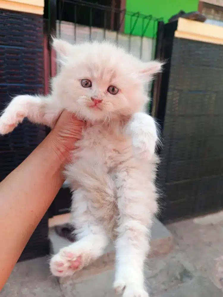 Kucing persia jantan oren 2bln up