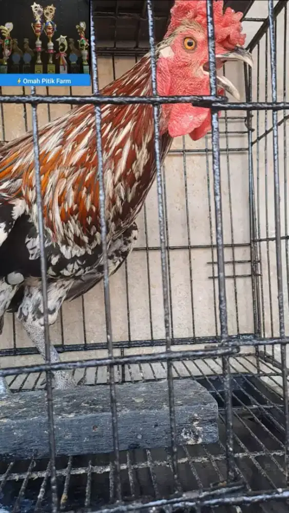 Ayam ketawa jantan Trah Durasi Sambung Murah..