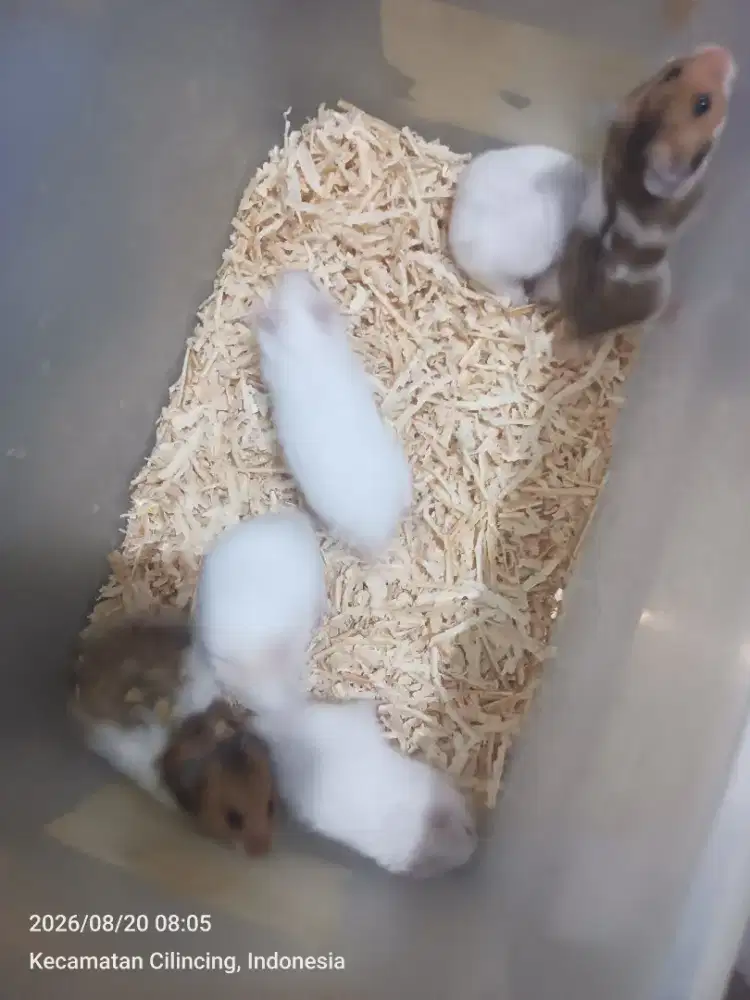 Hamster syrian jantan betina