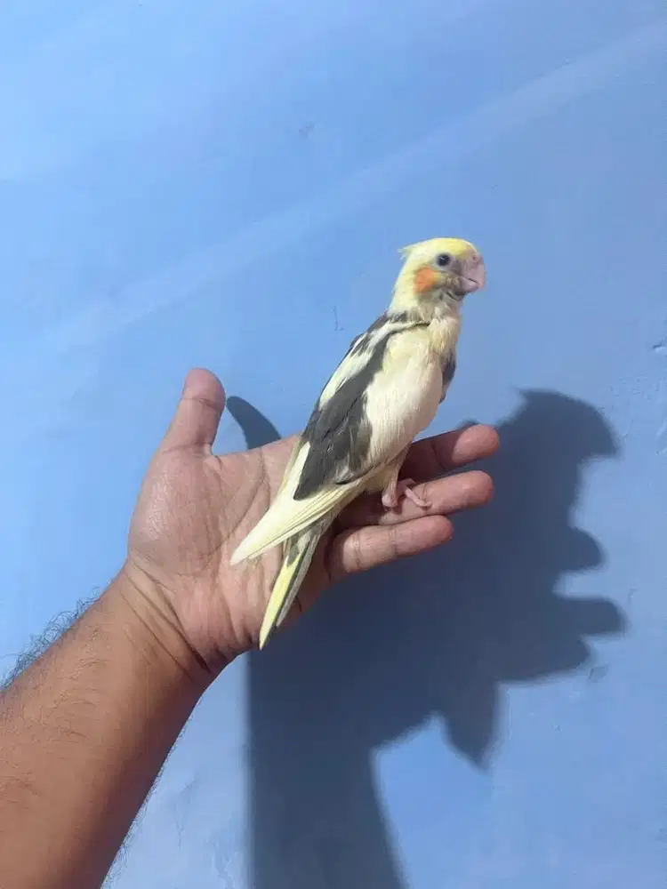 Falk parkit australia cockatiel jinak total not sunconure