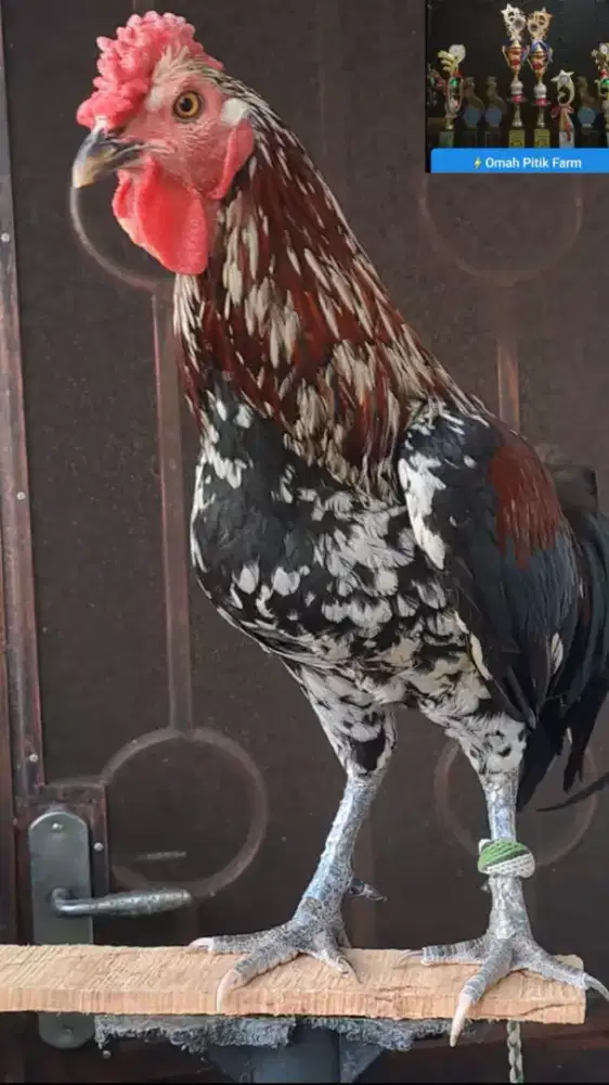 Ayam ketawa bulu bagus rajin kokok Murah..