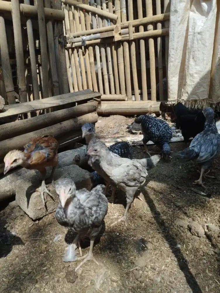 Anak ayam kampung