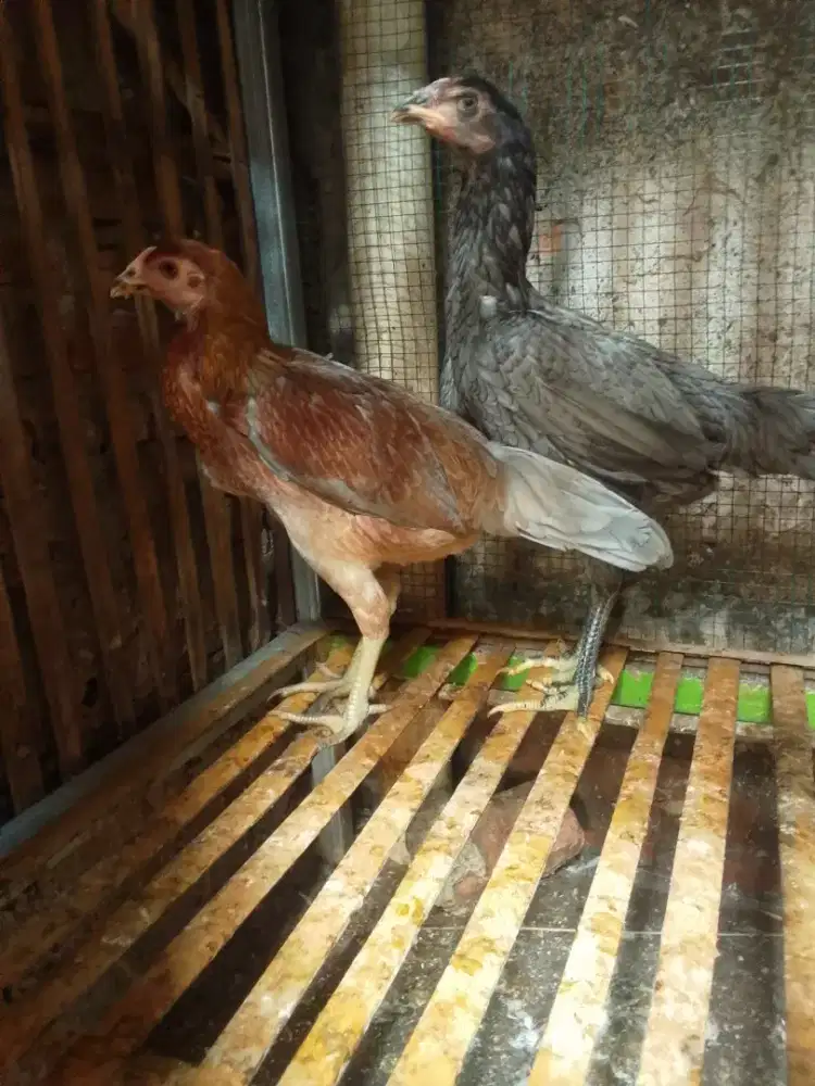 Bismillah.pny biang jenis  pakhoy dan manggon um5.5 BLN minat wa