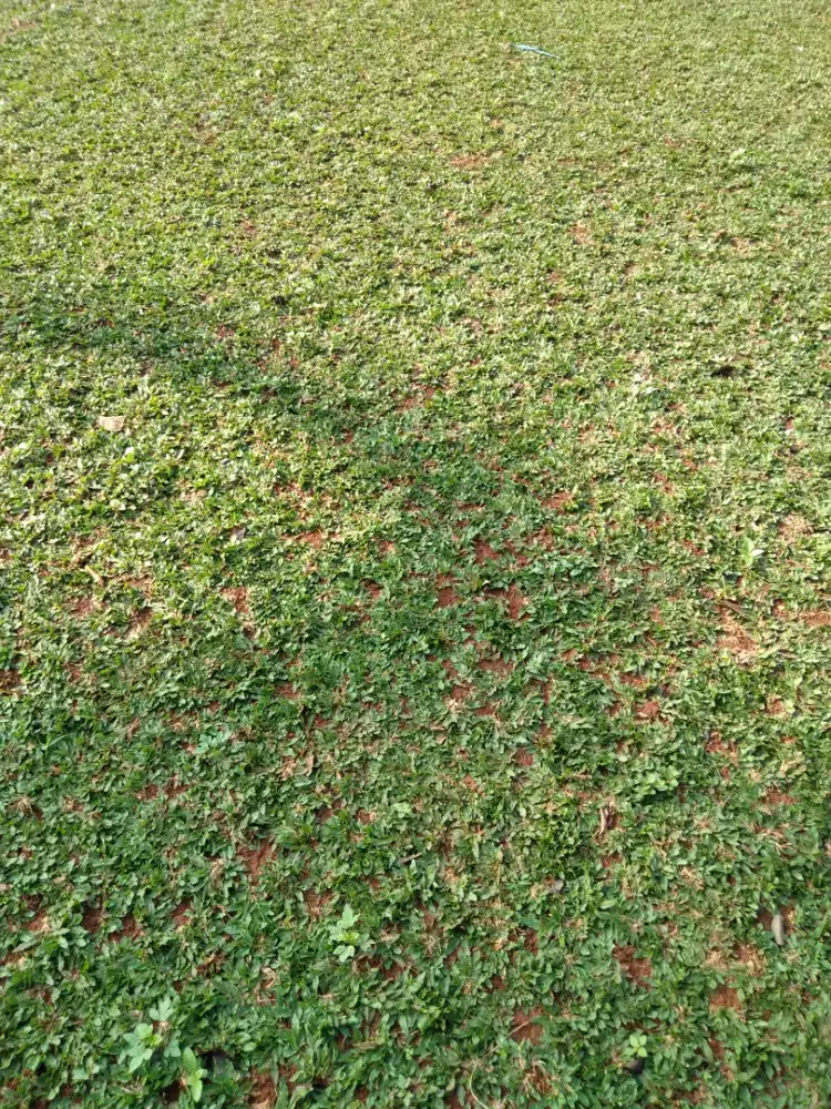 Rumput gajah mini murah