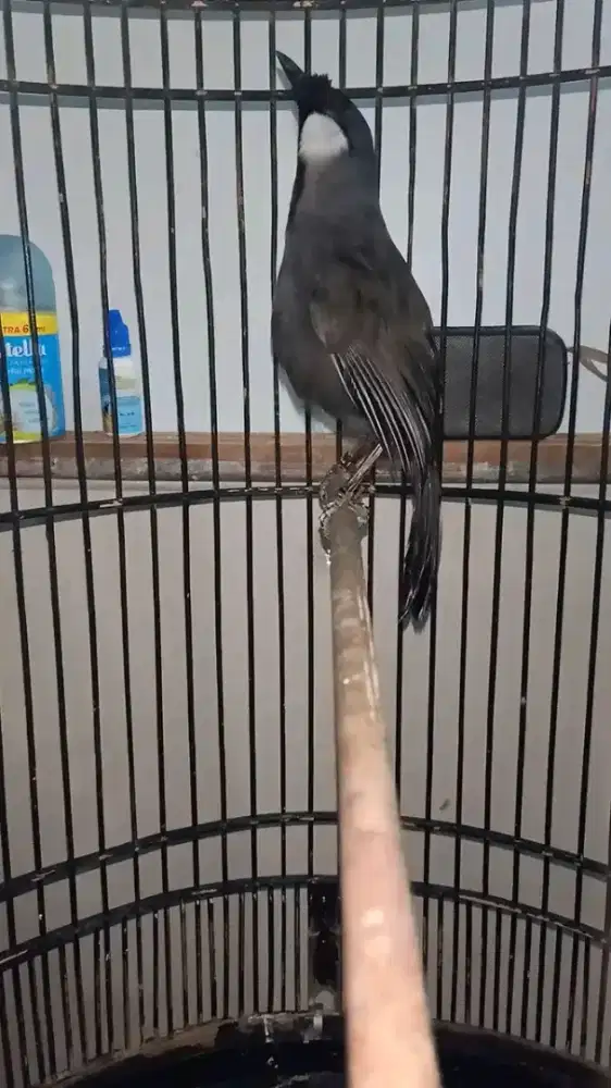 Bismillah jual burung poksay hongkong jantan usia 1thn lebih