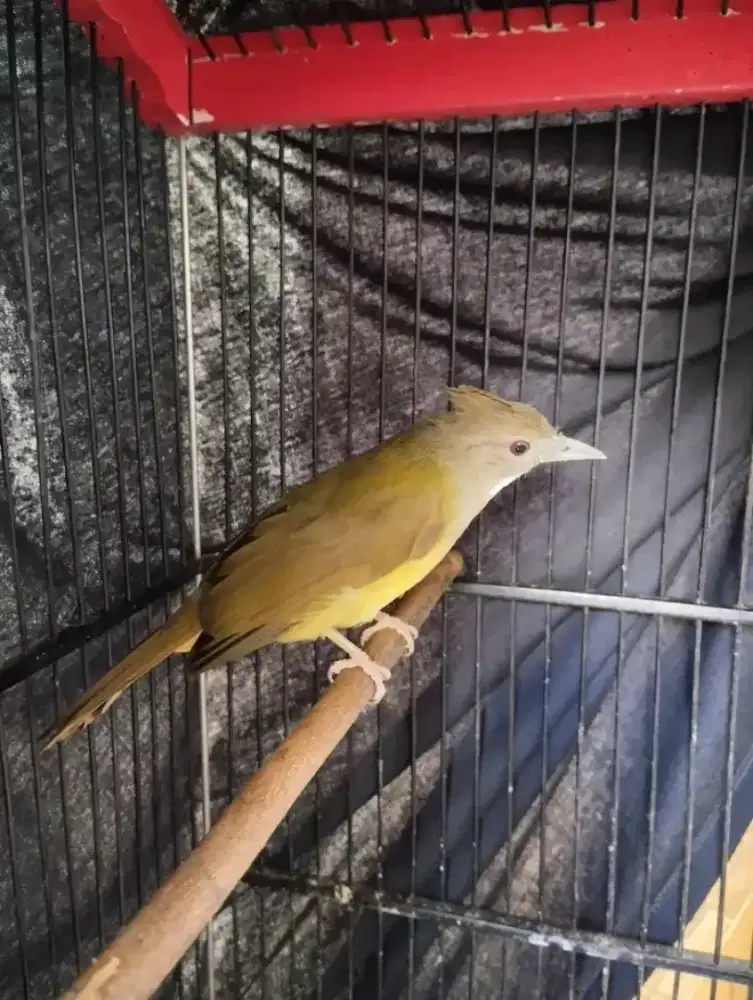 Bismillah jual burung cucak jenggot jawa betina pastol