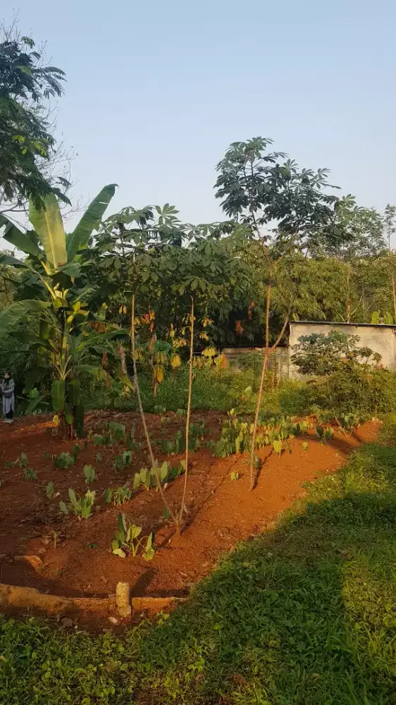 Dijual Kapling Tanah Kebon, Belakang Pasar Ace, Mijen, Semarang