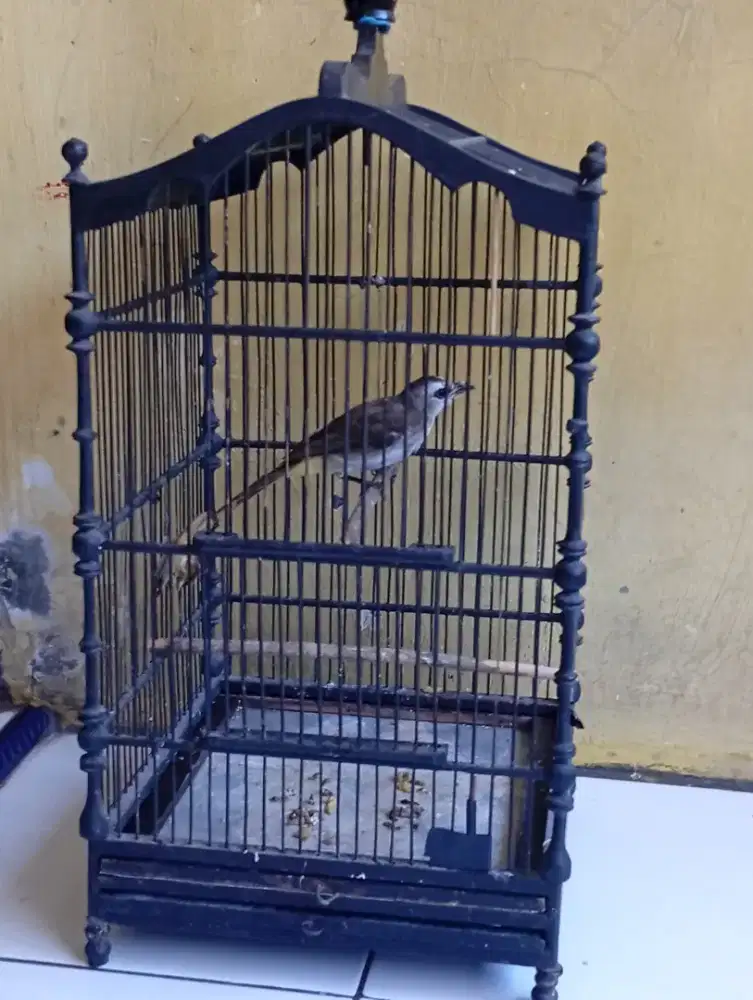 Burung trucuk jantan bunyi fullset