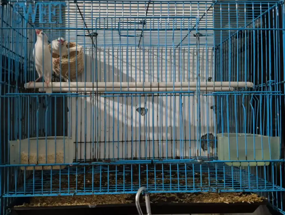 Java Sparrow Leucistic, fullset dengan kandang