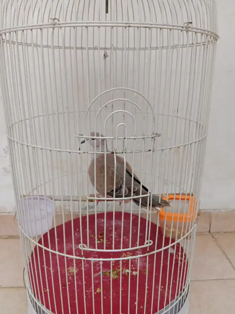 Burung puter lokal gacor full set