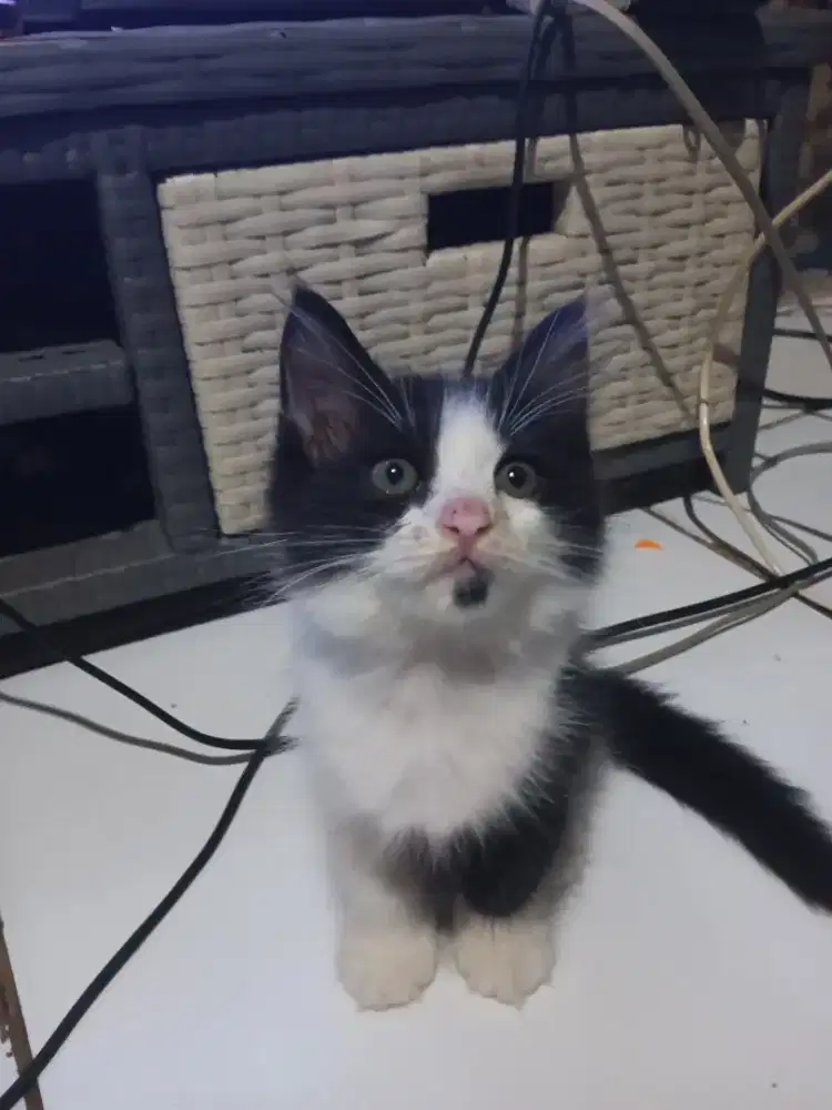 Kitten persia bigbone