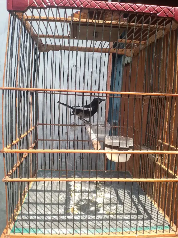 Burung kacer Jawa Barat fullset rajin bunyi