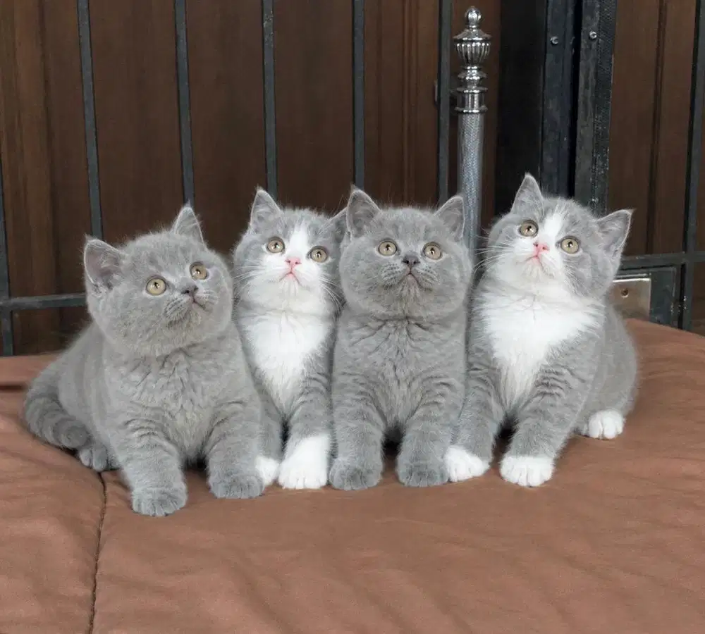 British shorthair line ped
