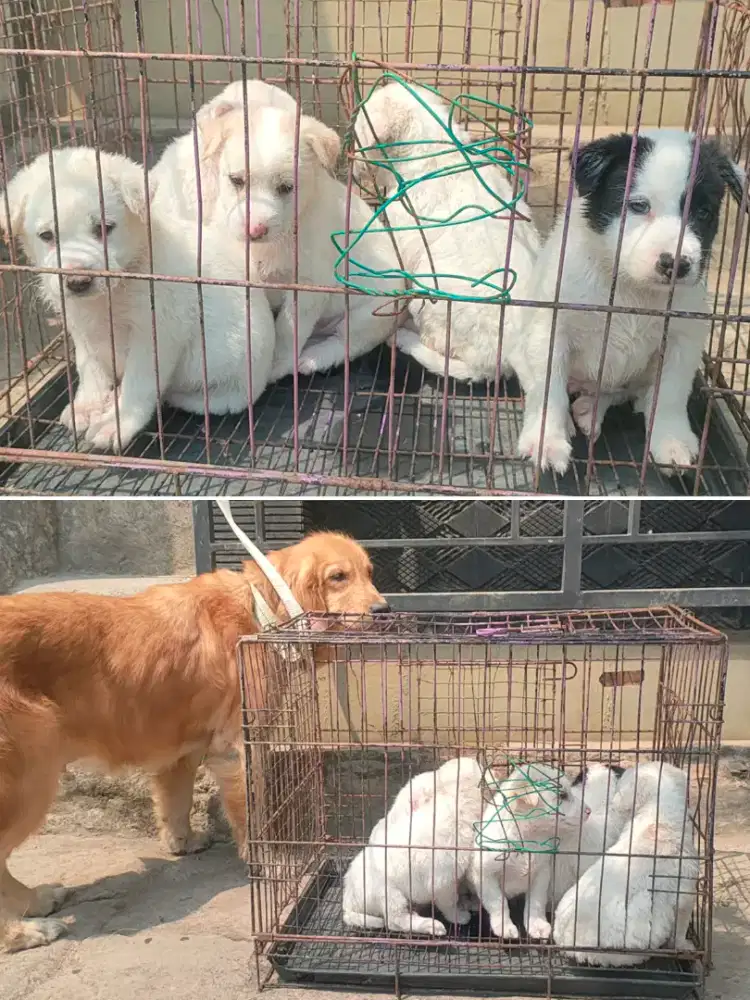 Anak anjing mix golden jantan ,betina