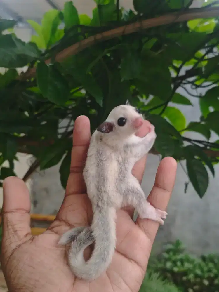 Anak Sugar Glider Jinak Lucu