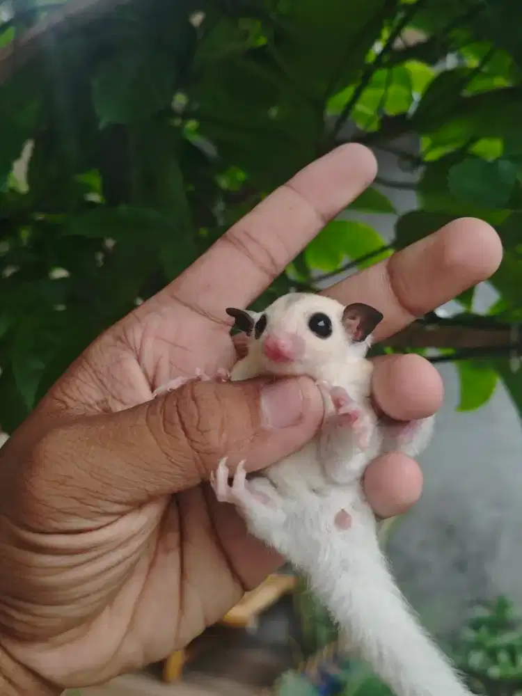 Anak Sugar Glider Sangat Jinak