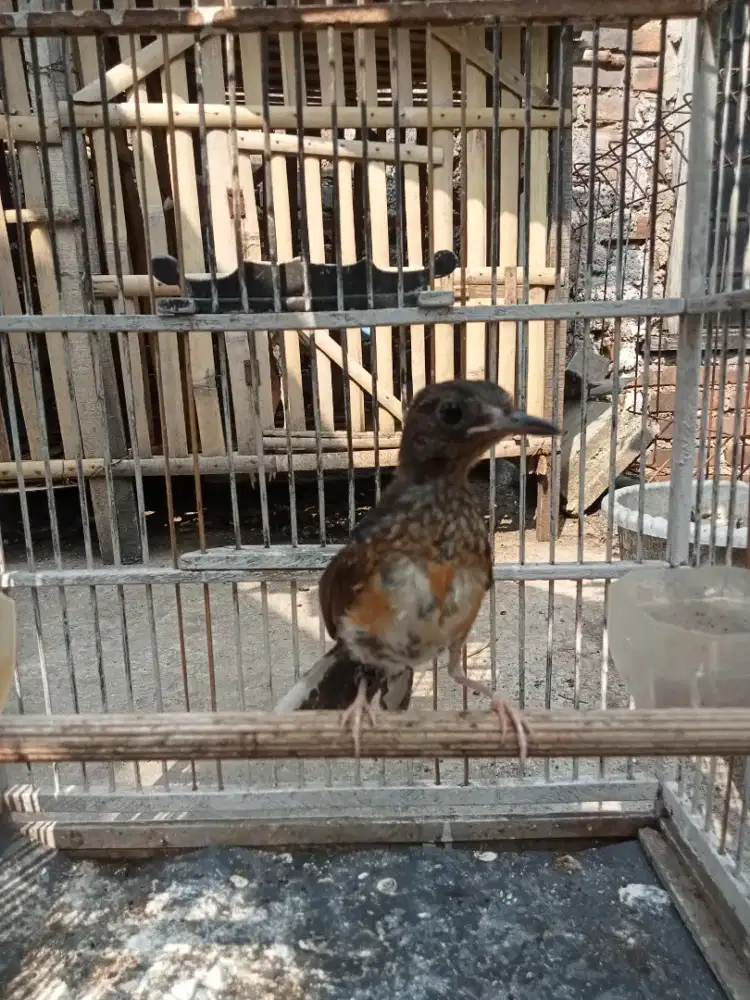 Murai trotolan super trahan