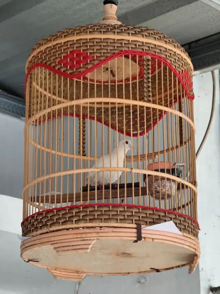 Burung perkutut putih