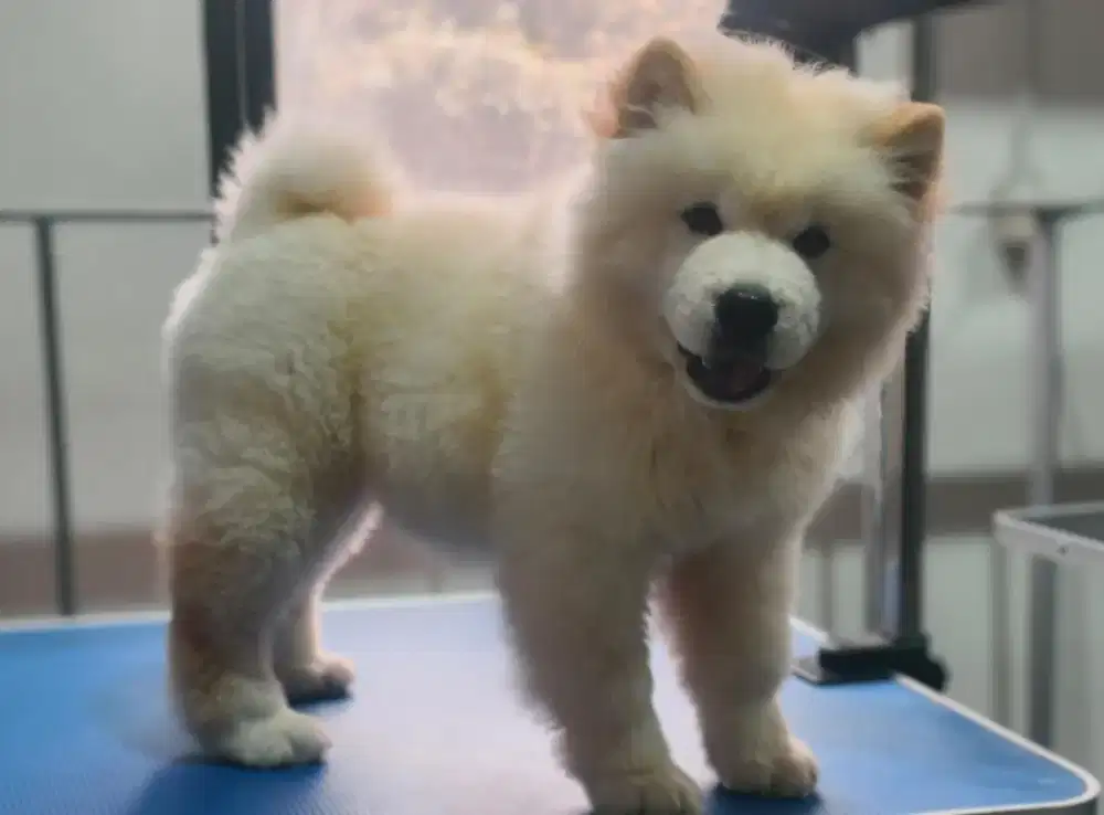 Open Adopt Chow chow Betina usia 3 bulan