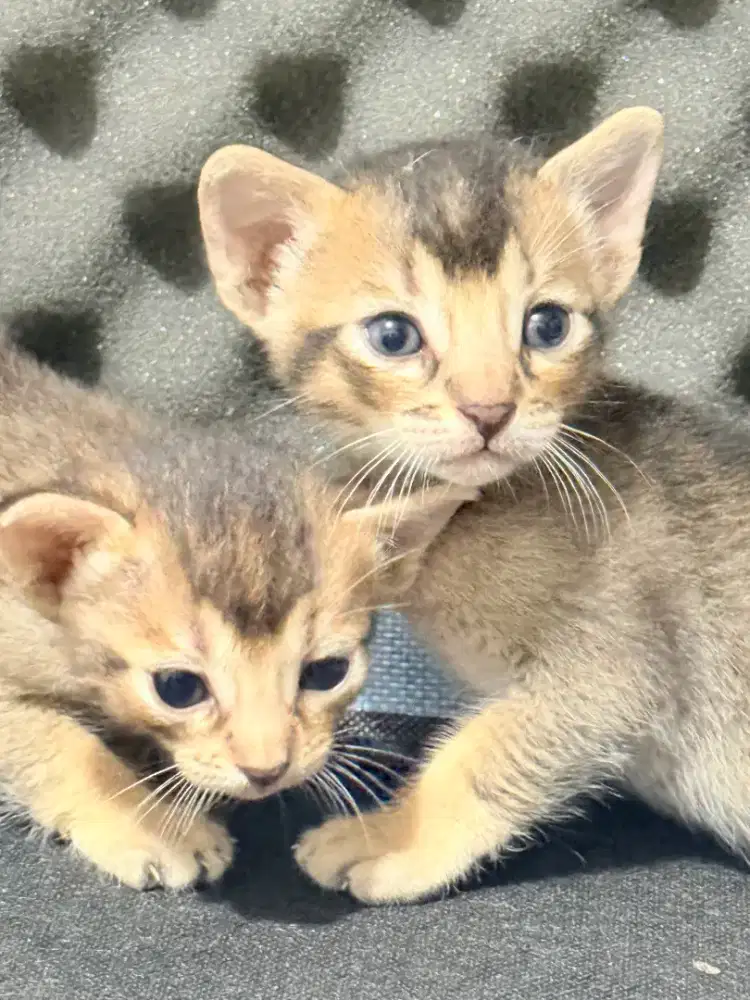 Abyssinian Kitten 1 bulan