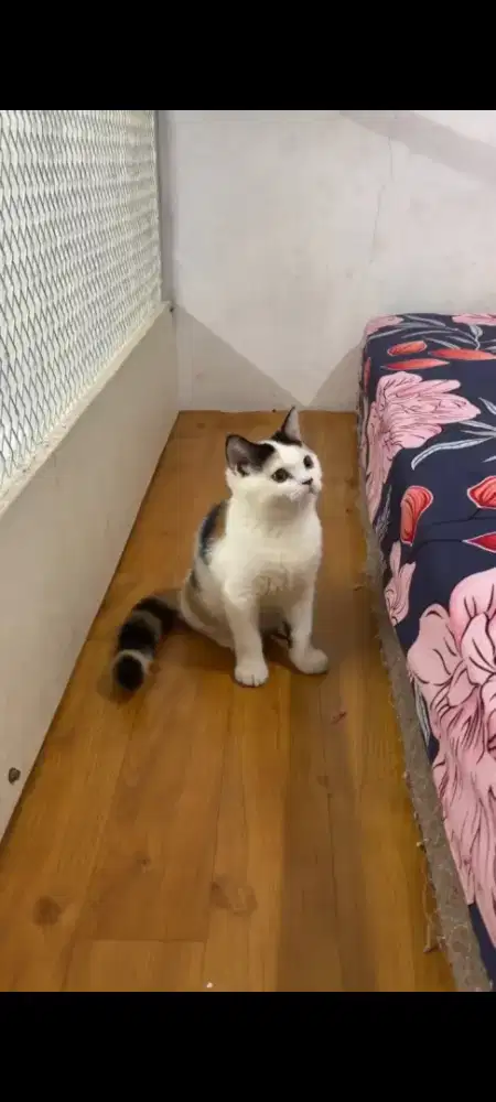 kitten betina calico