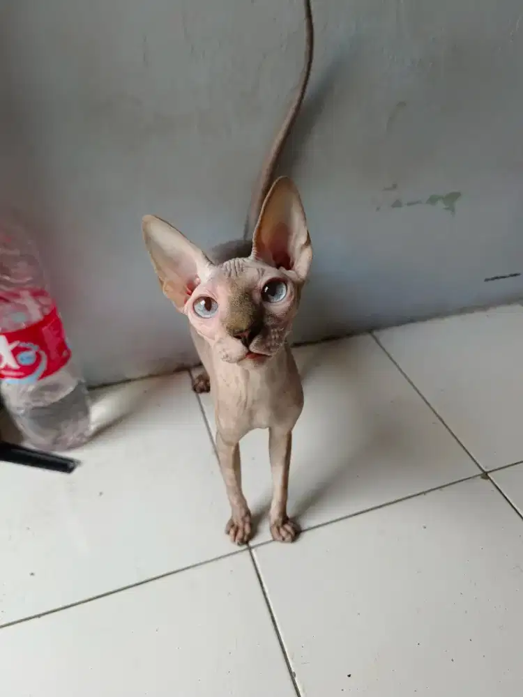 Sphynx betina mata biru