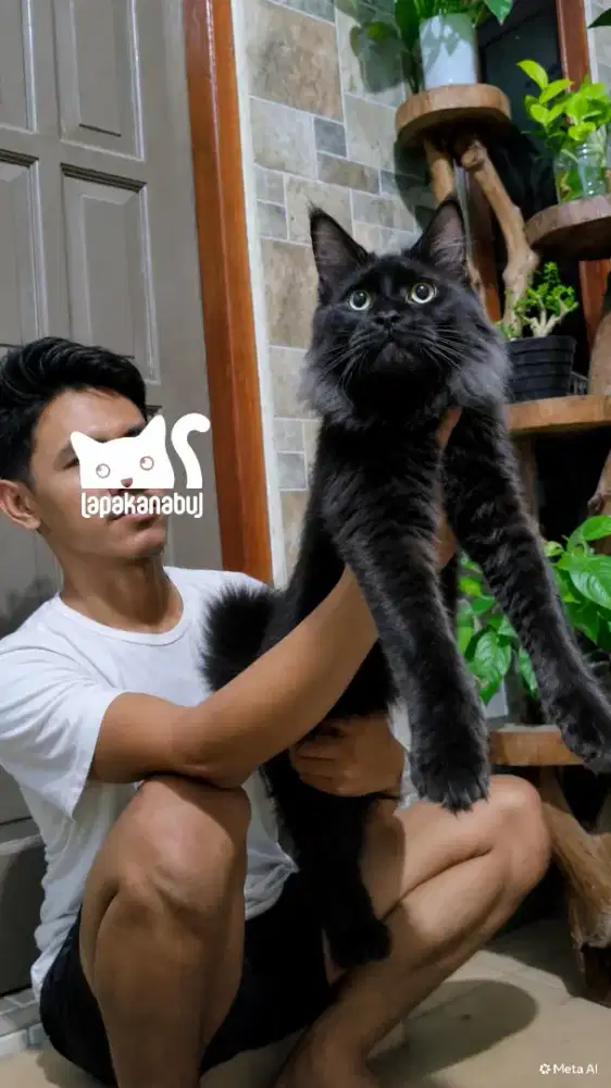 Mainecoon Ped CFA indukan