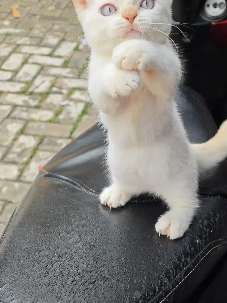 BSH x Munchkin Line Import