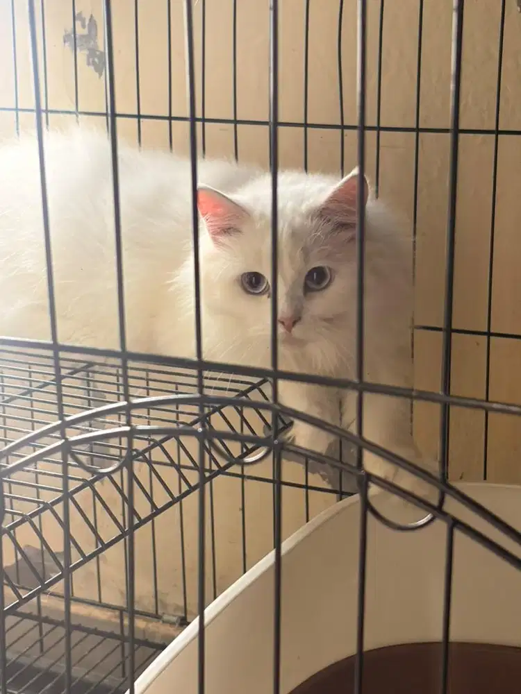 Open adobt kucing persia