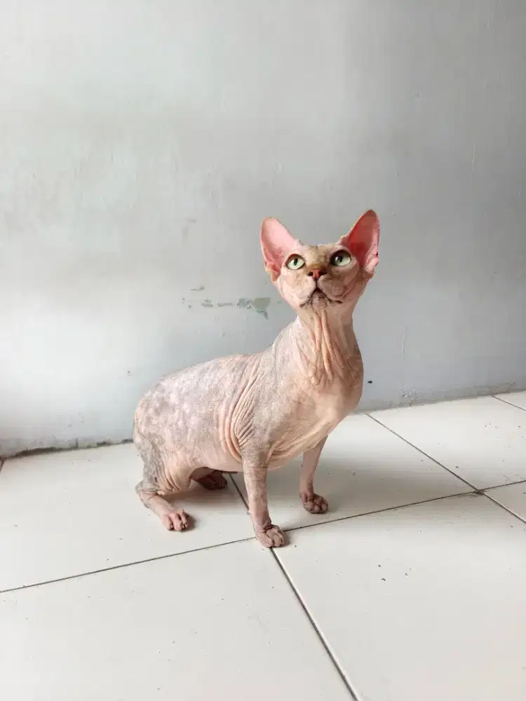 Sphynx betina proven birahi