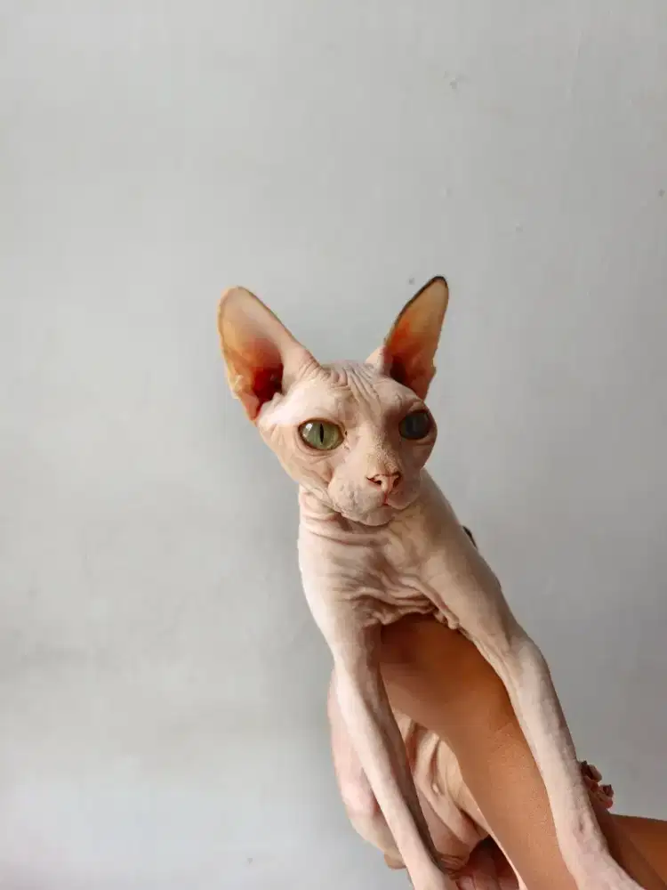 Sphynx betina calico