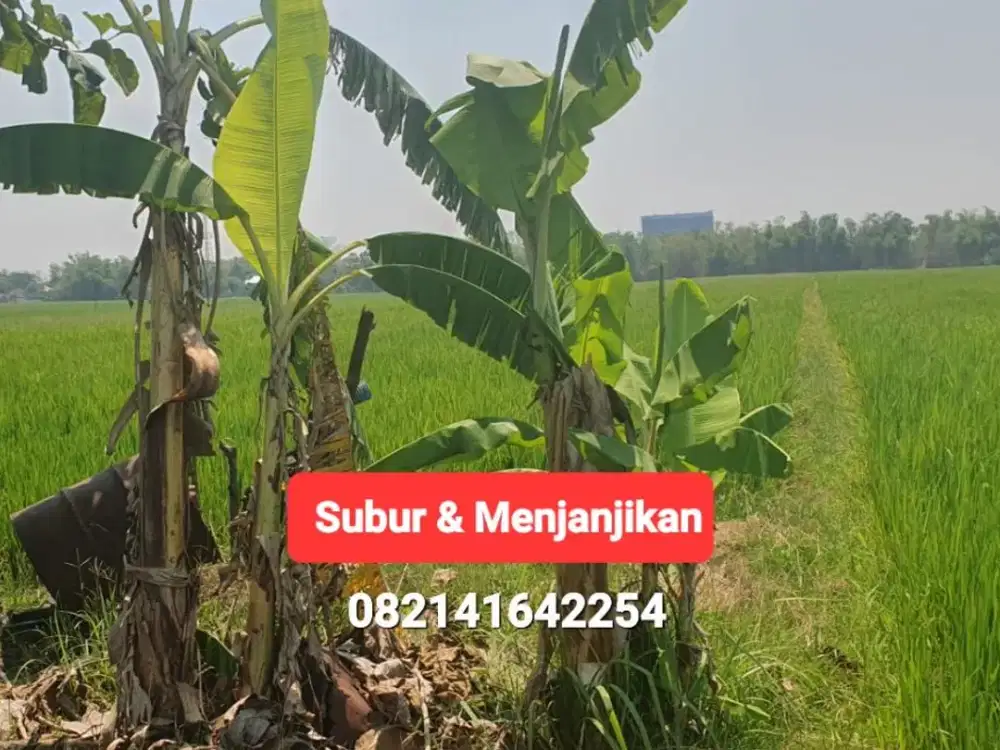 JUAL Tanah Sawah Prospektif, Kejuron Kota MADIUN, Bagus dn Subur