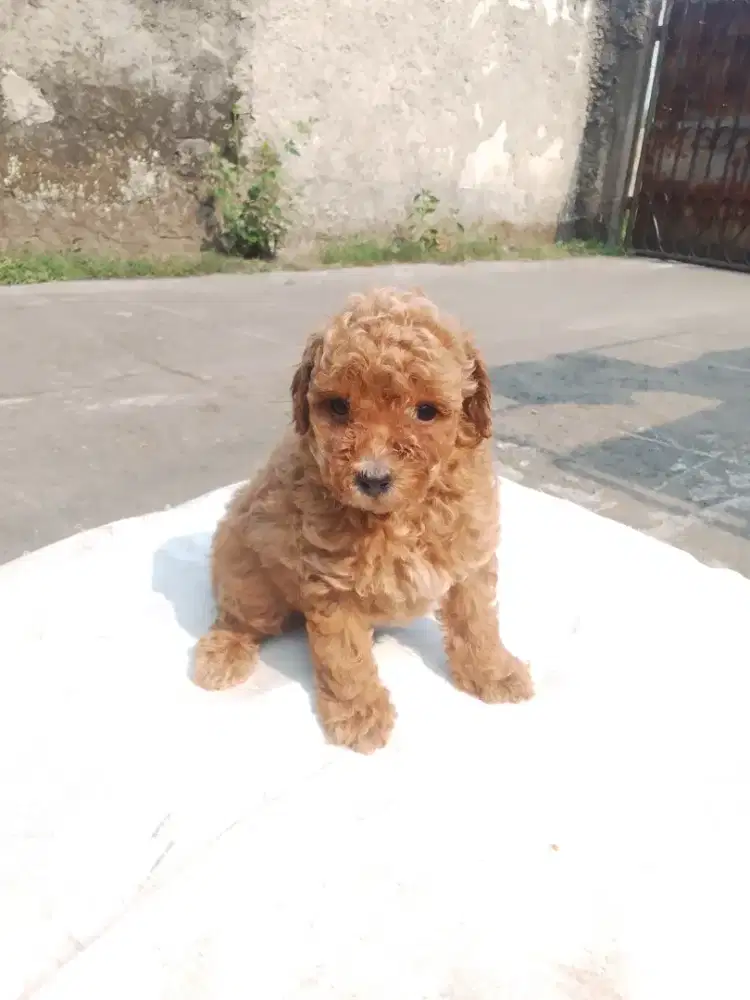 Poodle Stambum / Bersurat PERKIN