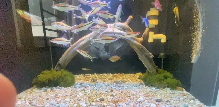 Ikan hias puntius denisoni