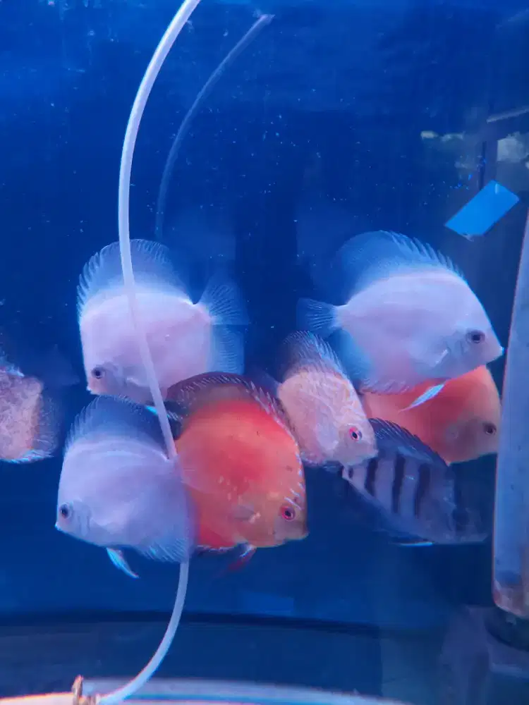 Jual ikan discus