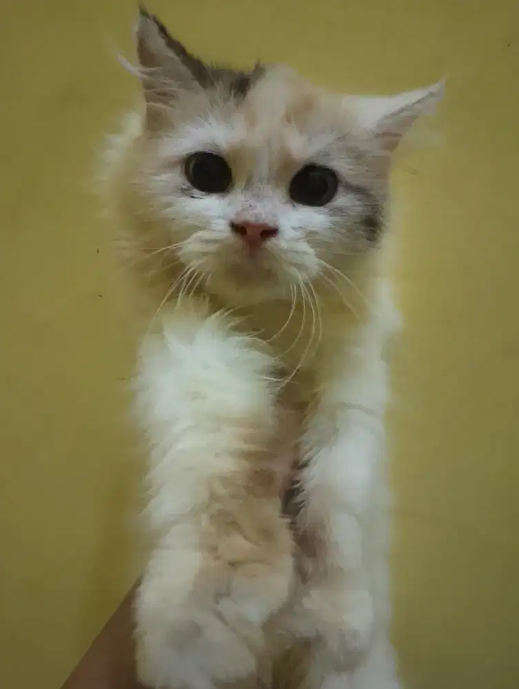 Kitten 6 bulan Cewek