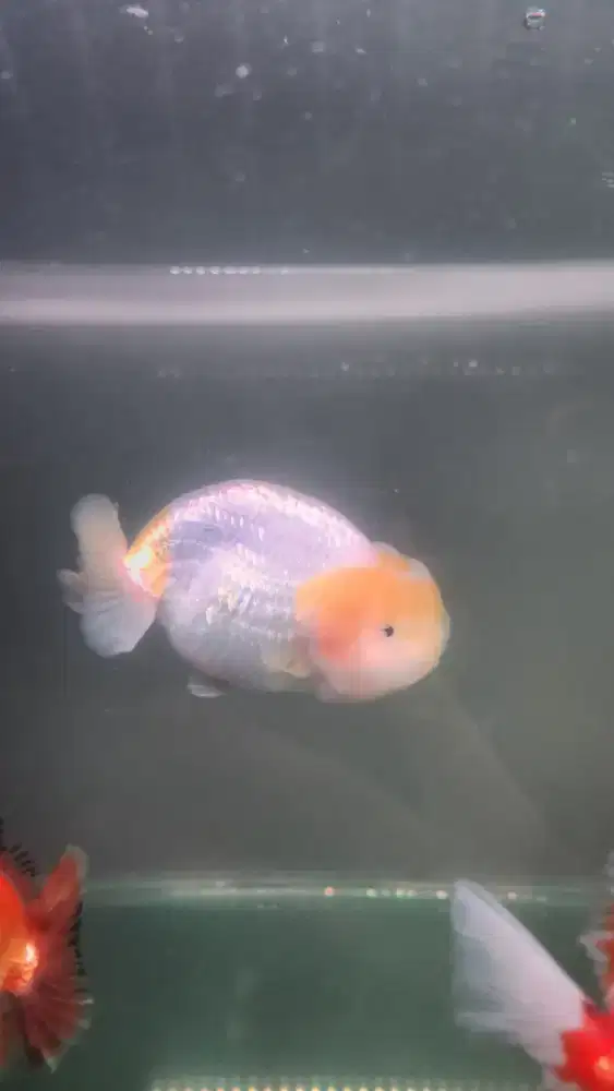 Ikan Mas Koki Ranchu  Rancu Goldfish Putih Salju