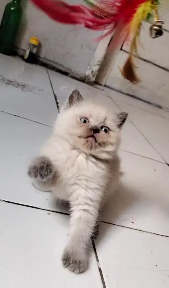 Lepas adopt Bsh Scottish