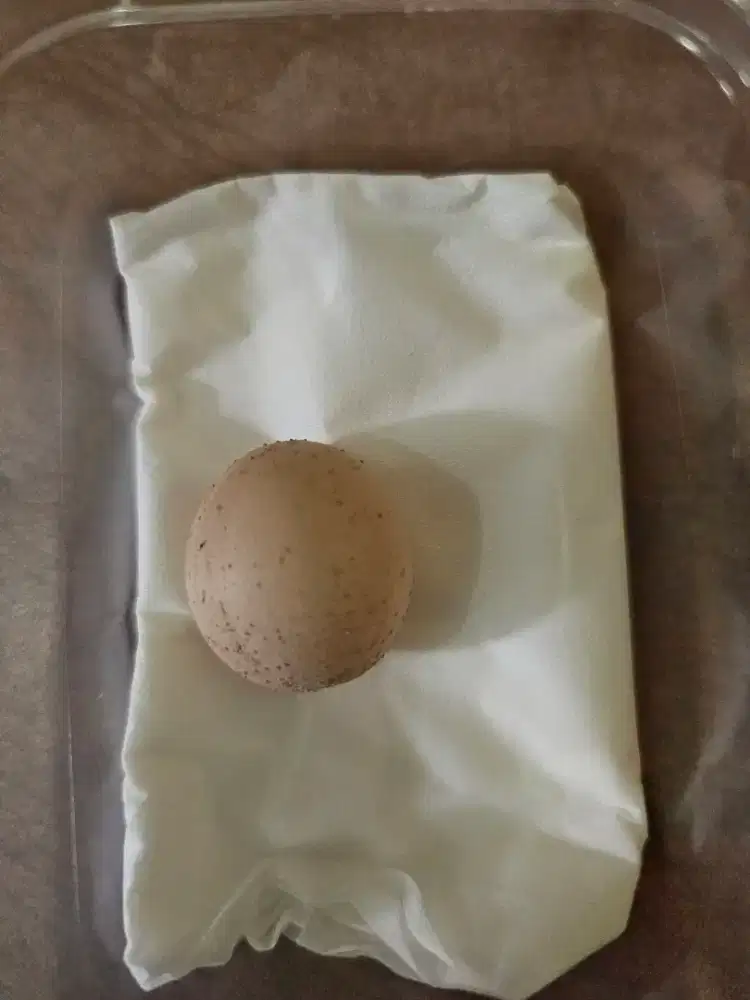 Telur Ayam jantan
