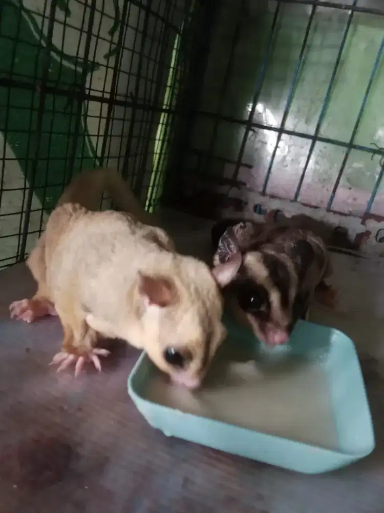 Siap diadopsi perekor atau sepasang