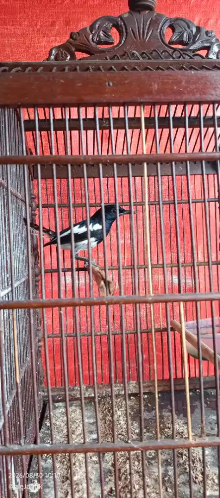 Kacer harian rajin ekor rusak