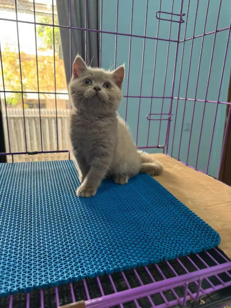 kitten british shorthair lilac betina line ped
