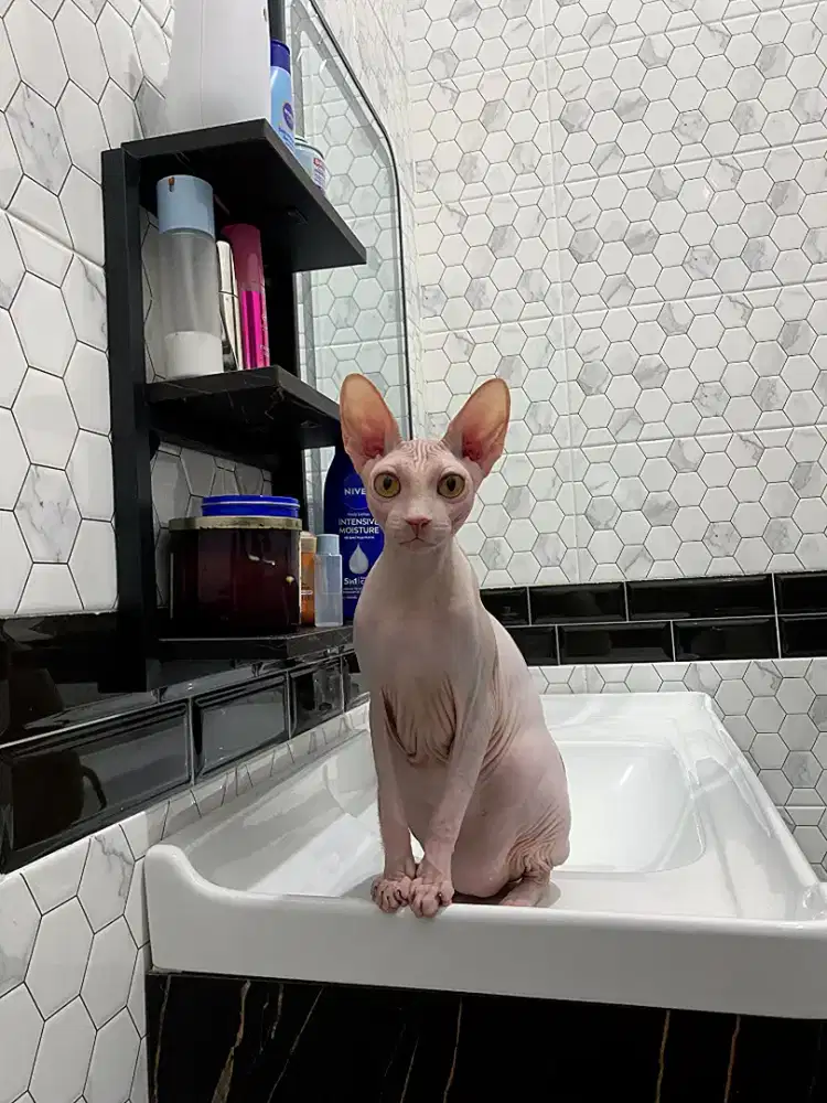 Sphynx Jantan Red and White