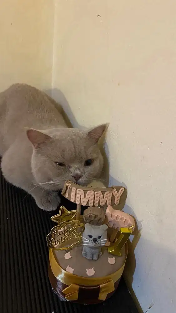 Jasa pacak kucing British Shorthair Lilac