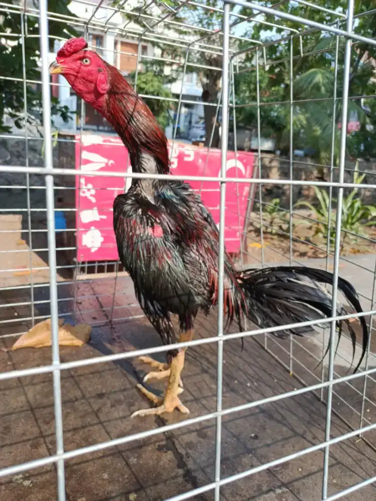 Ayam Jago Saigon campuran bangkok