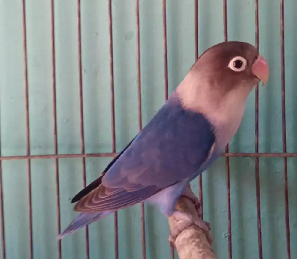 Seekor lovebird jantan dewasa