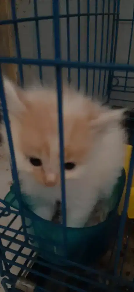 Kitten persia medium